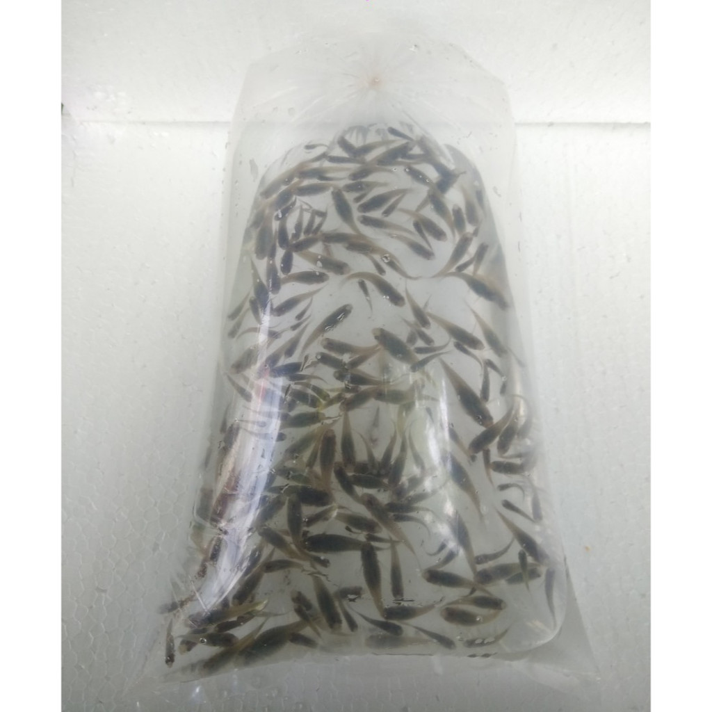 CERE Sungai - Makanan Ikan Hias & Biota Laut