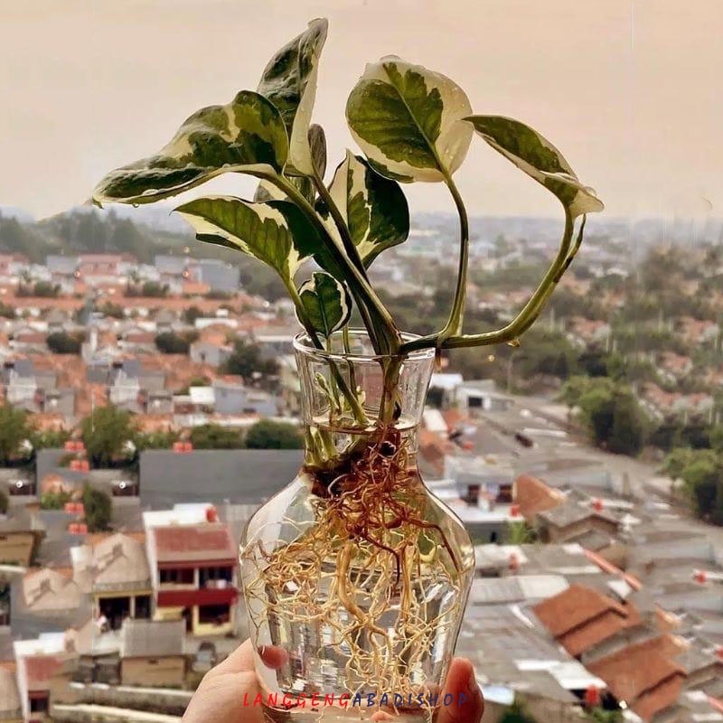 Vas Bunga Kaca | Vas Kaca Estetik | Vas Kaca Murah | Vas Kaca Bunga