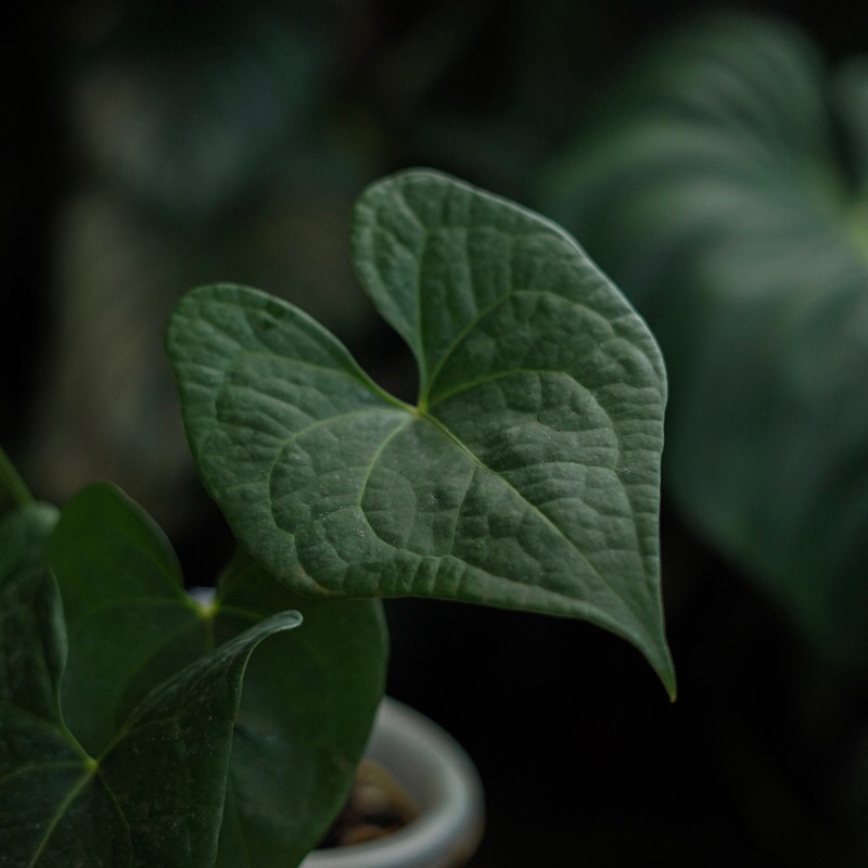Anthurium Clarinervium x Luxurians