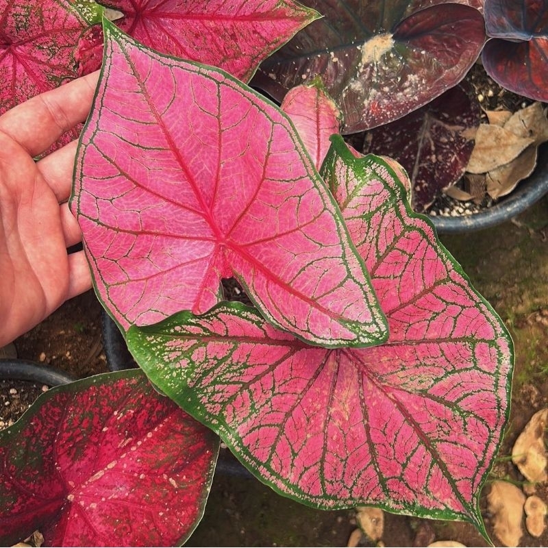 Caladium Thai Series Funny 1-3 Daun Tanaman Keladi Hias Murah Impor Thailand Import BUKAN bonggol bi