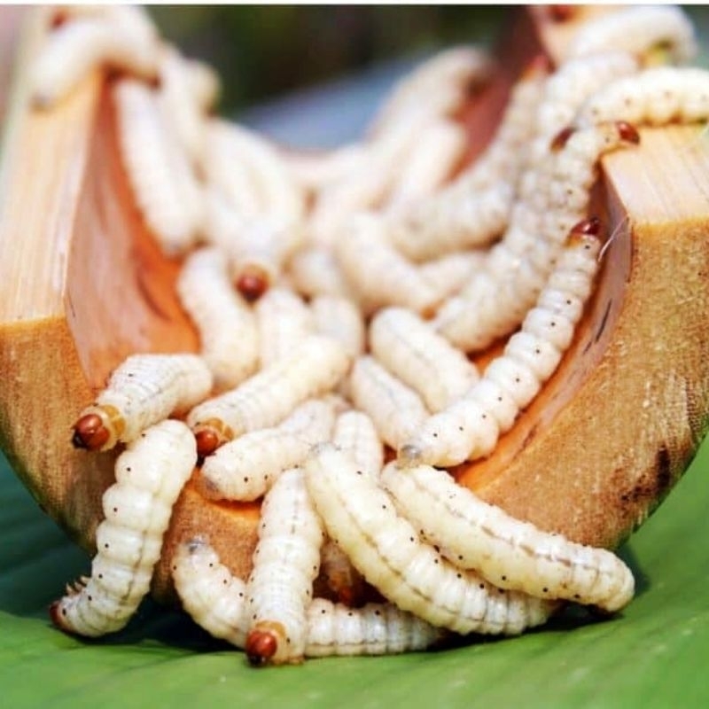 Ulat bambu cangkilung. cancilung ulat bambu hidup. ulat bambu isi 20 30 40.