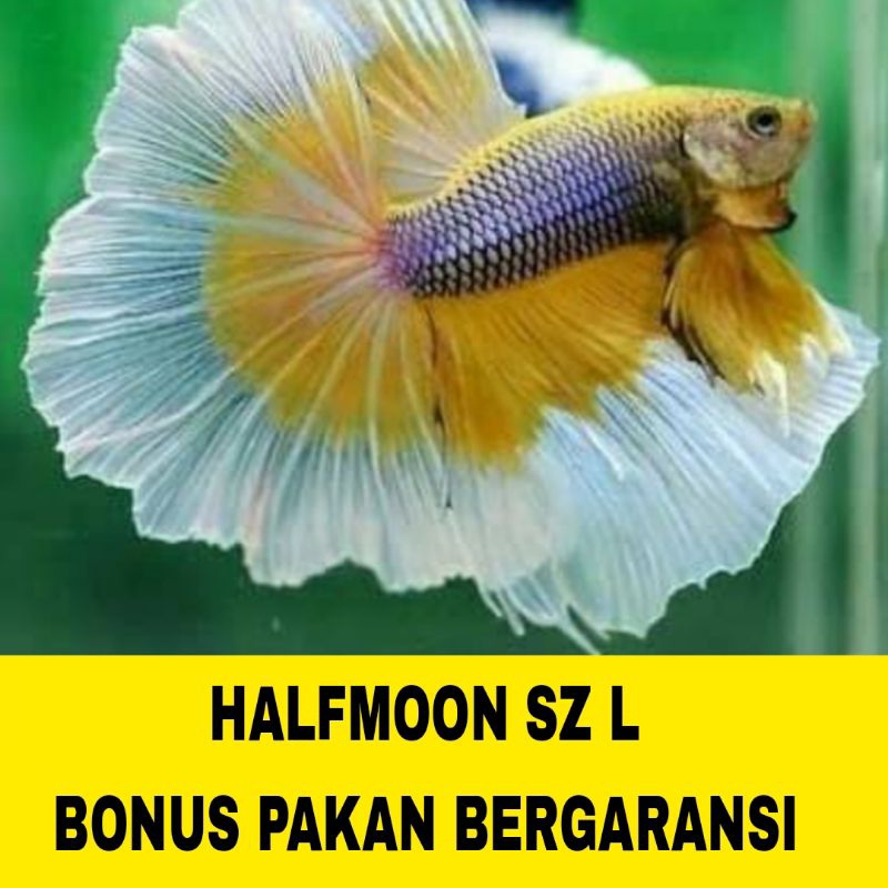 IKAN CUPANG HALFMOON SZ M++ L ISI 10