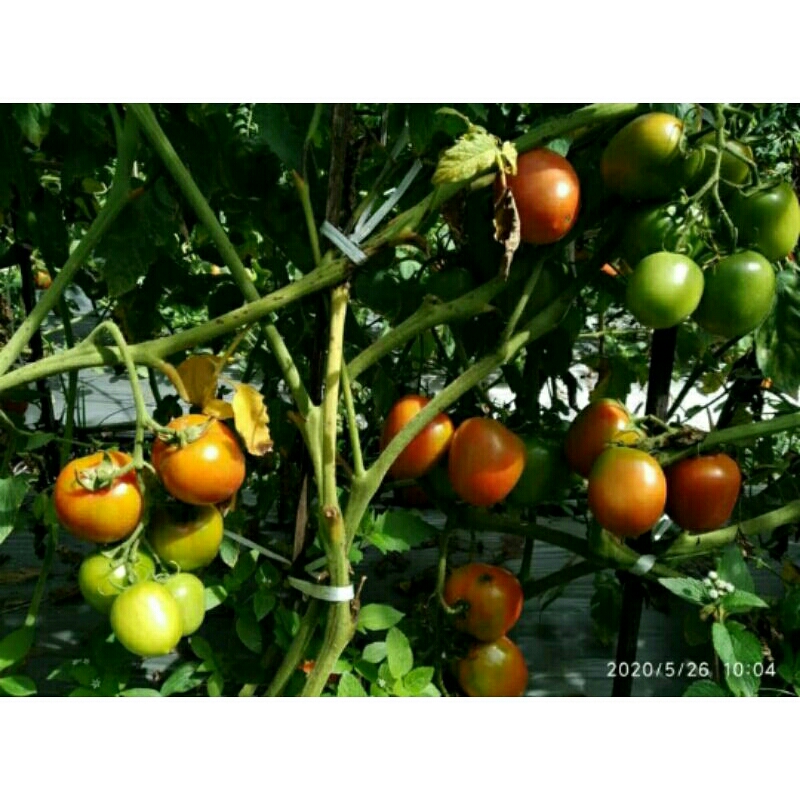 bibit tomat  25 benih bibit tomat pastiungul