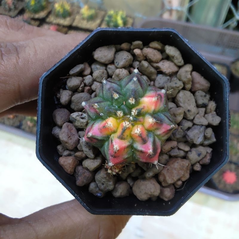 kaktus Gymno T3115 cluster