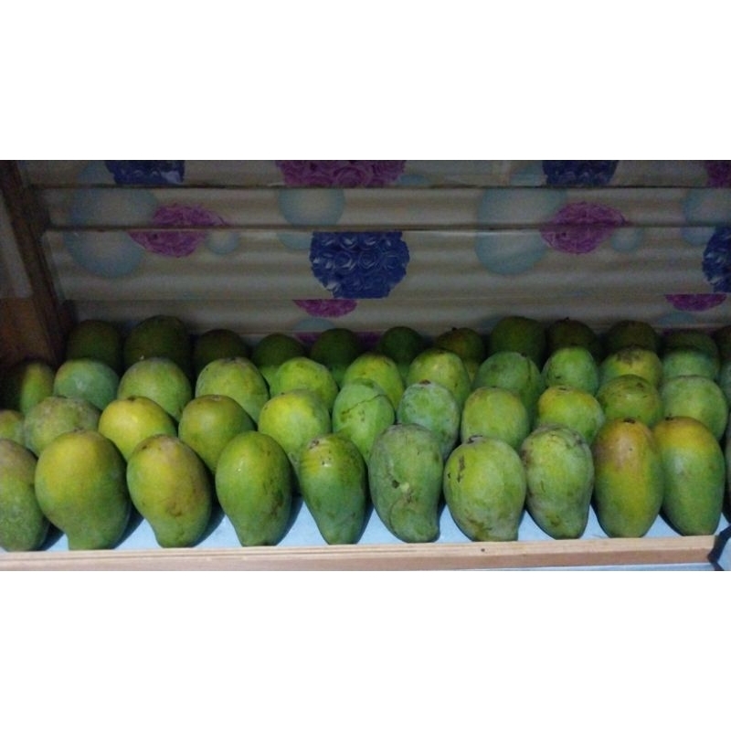 

mangga harum manis