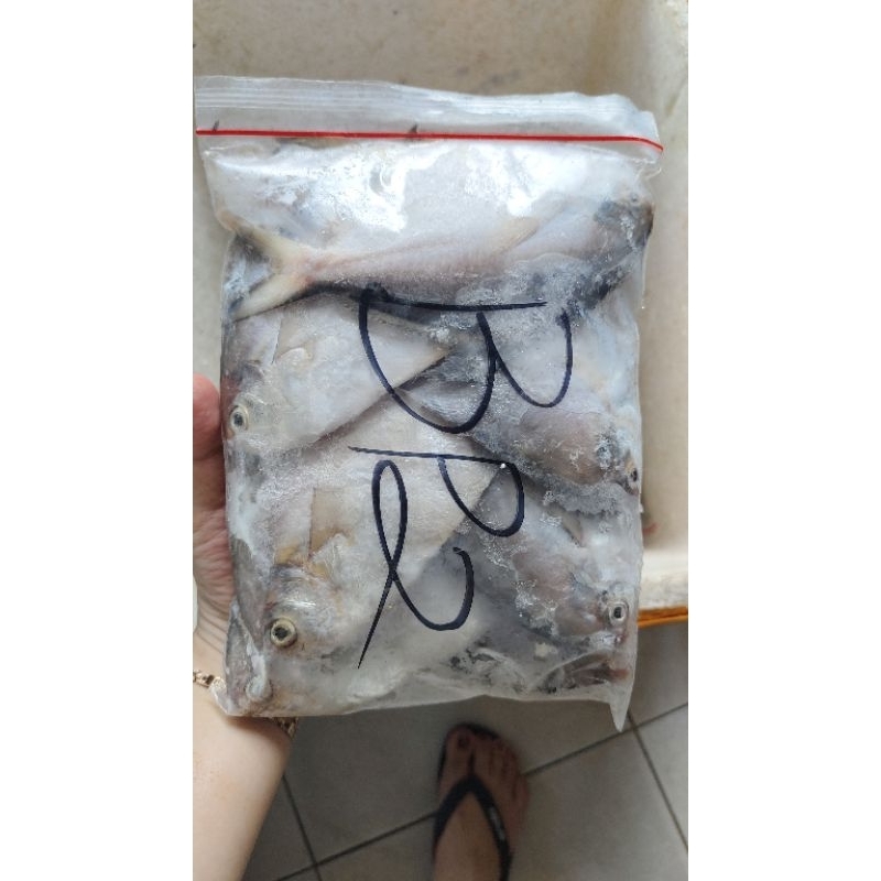 

ikan bawal putih 6-7 ekor