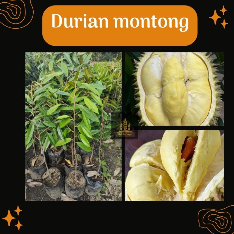 Bibit durian montong • Bibit duren montong • Bibit buah durian okulasi • Duren montong Bella bibit