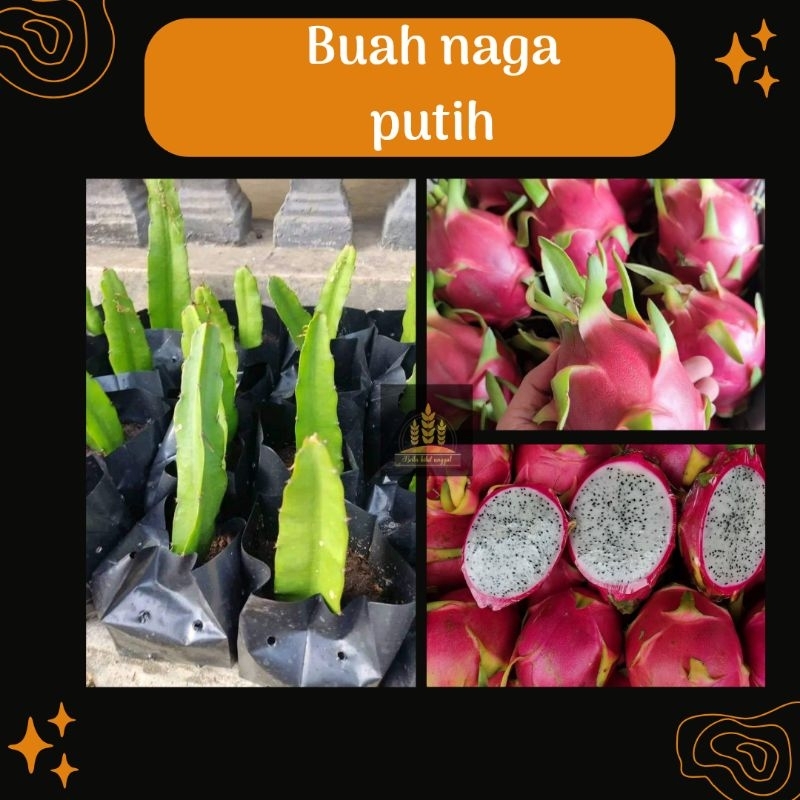 Bibit buah naga putih • Bibit buah naga Bella bibit