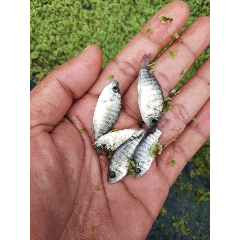 Bibit ikan Nila hitam Nirwana paket 100 ekor