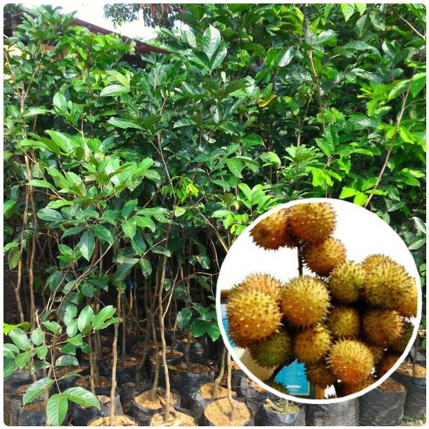 PAKET LENGKAP Bibit Pohon Rambutan Rapiah