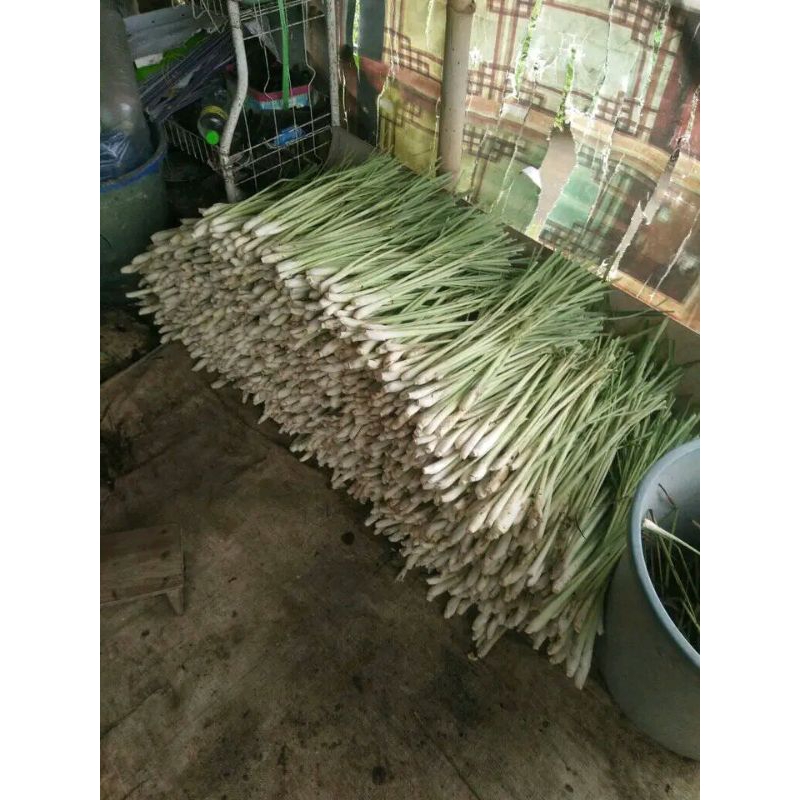 

ready ya bos q daun sereh per ikat hanya 3k ya gess