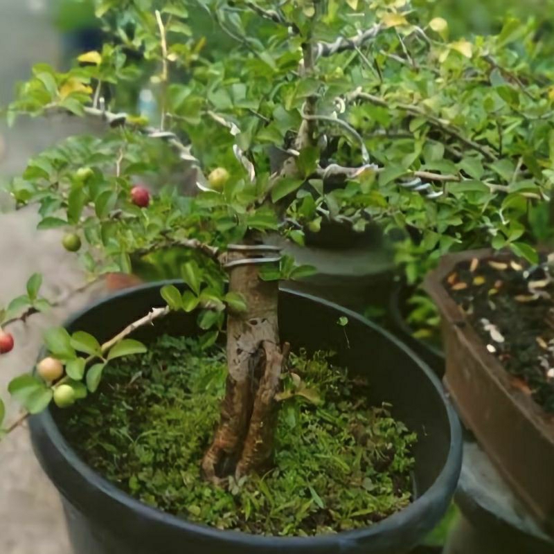 Bonsai Rukem sudah berbuah