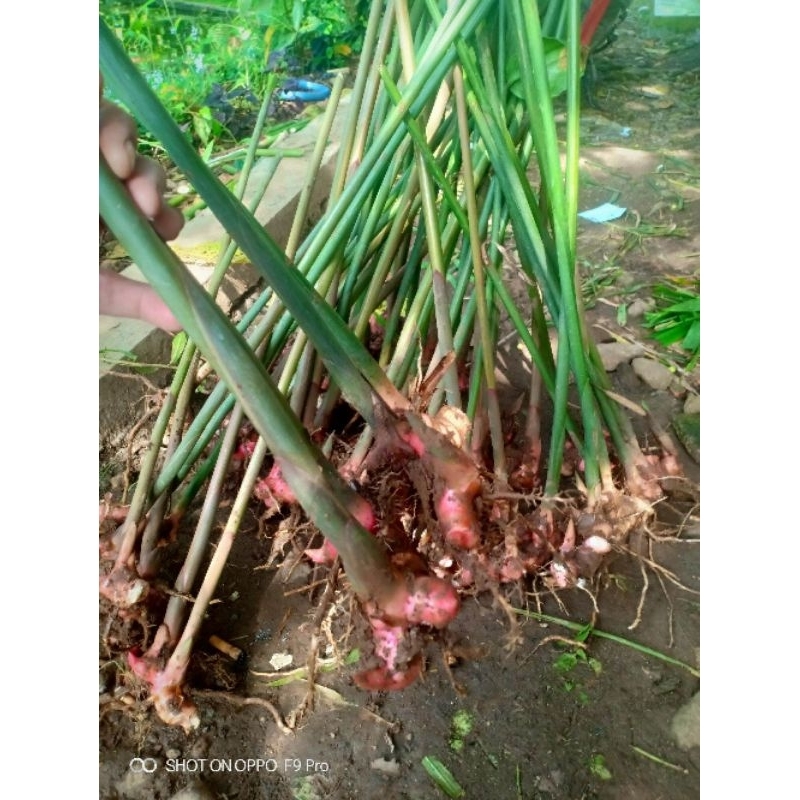 

Lengkuas /laos 500gram