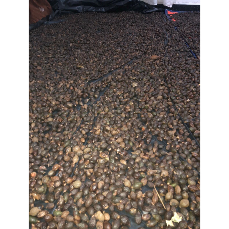 

BUAH SEMPAYANG / TEMPAYANG