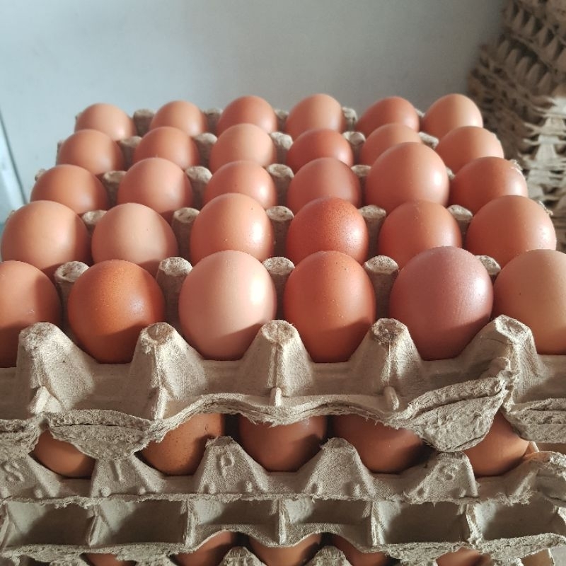 

Telur Ayam Ras [Khusus Instan]