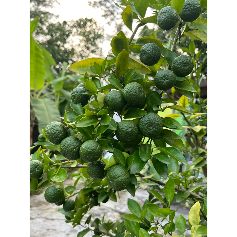 

Jeruk Limau Hijau Fresh, Jeruk Limau Segar (seperempat kg - 250 gram)