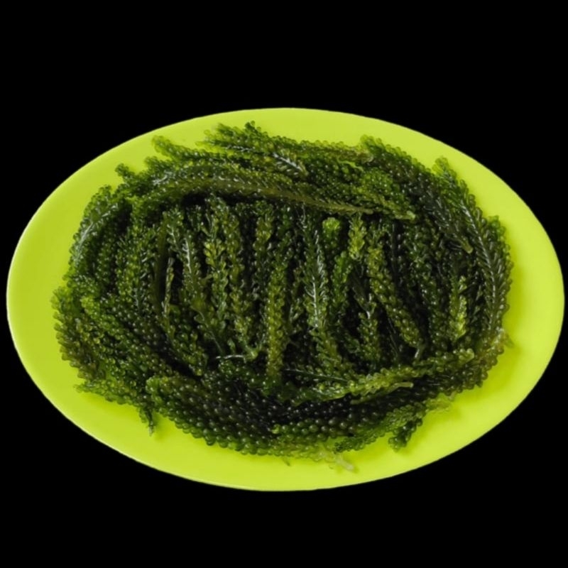 

Lukuk Lumay Anggur Laut Dehidrasi / Dehydrated Sea Grapes 50g