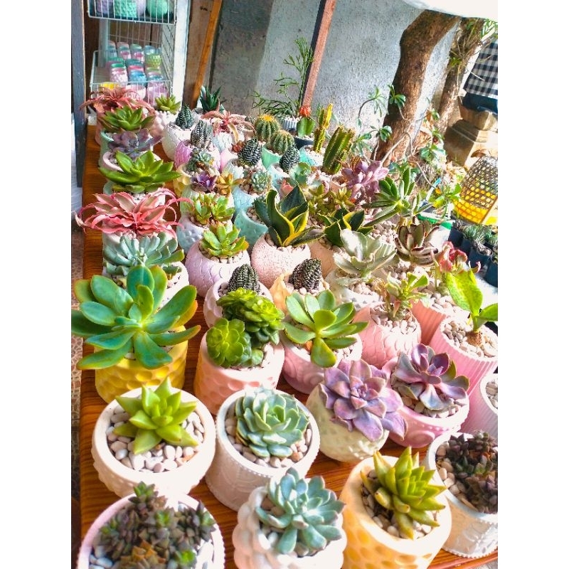 KAKTUS WARNA &POT SEMEN LENGKAP MEDIA & BATU PROMO