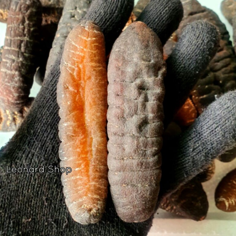 

New event HAISOM SUPER BANGKA BELITUNG KERING PER EKOR BERKUALITAS BESAR TEBAL DAN KENYAL COCOK UNTUK RESTORAN MAUPUN RUMAHAN SEBAGAI OBAT LUKA DALAM LUAR DAN MENINGKATKAN STAMINA TERIPANG GOSOK GAMAT HOISOM HAI SOM HOI SOM