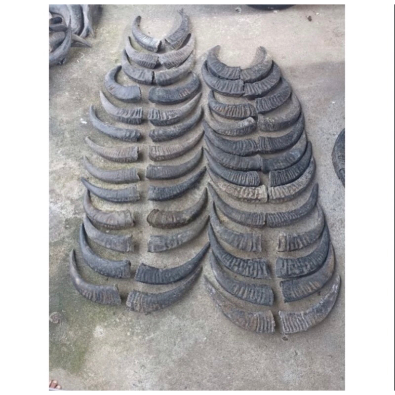 TANDUK KERBAU PASANGAN PANJANG(Tidak Padat/Kosongan) 30cm-40cm