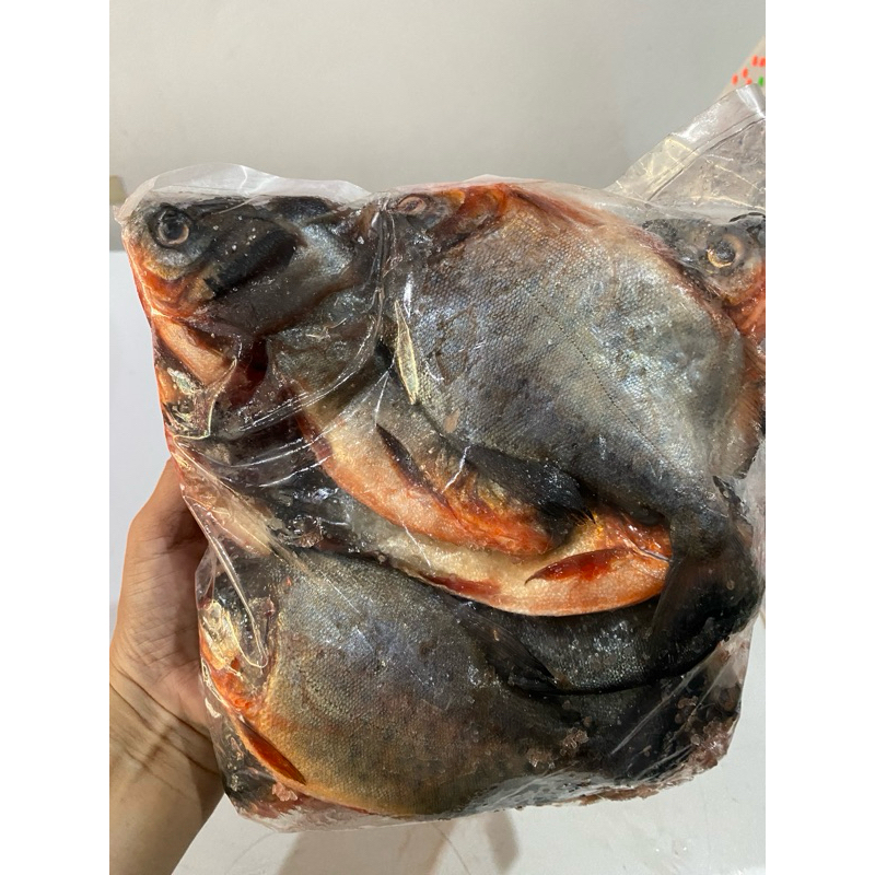 

Ikan Bawal Sungai