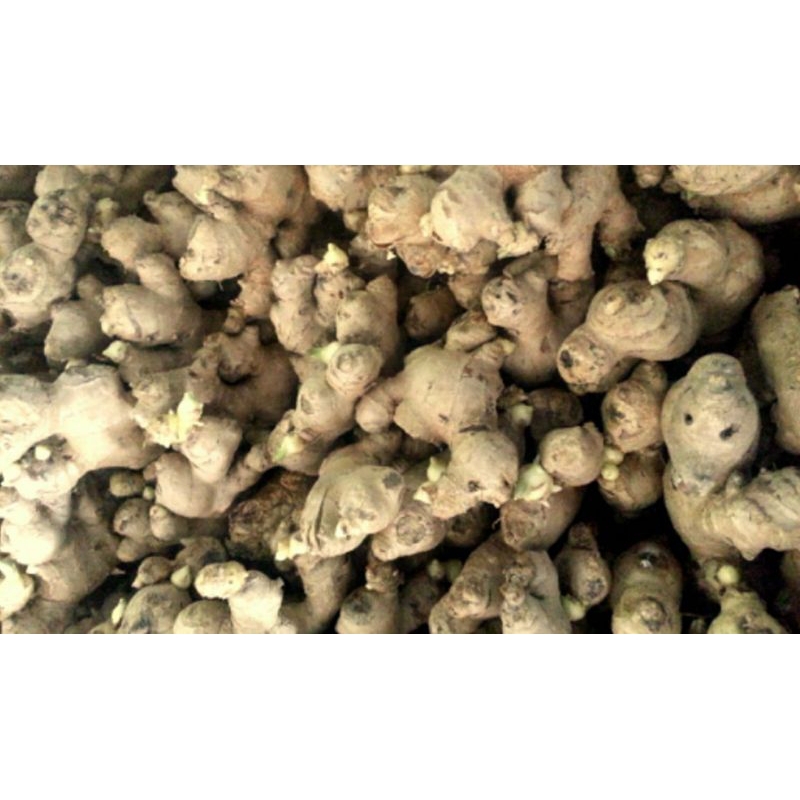 

jahe emprit 250 gr