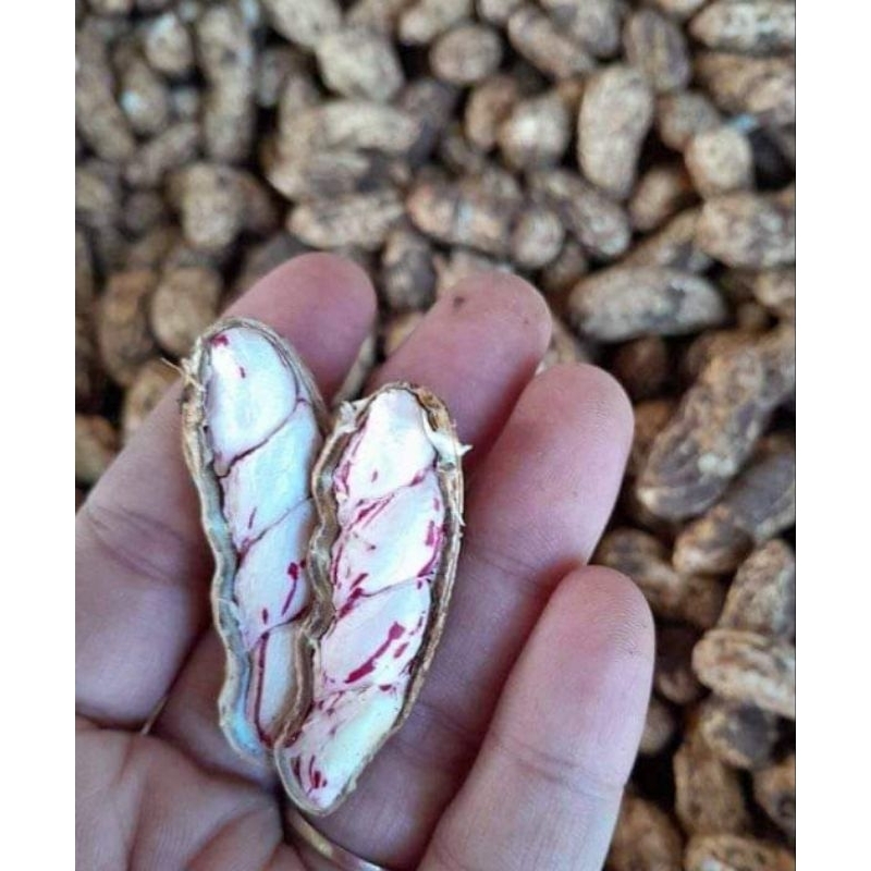 

KACANG TANAH FRESH BARU PANEN DARI KEBUN