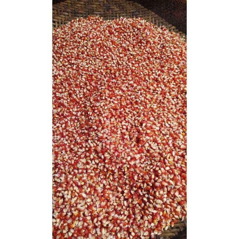 

Jagung Merah Super Premium