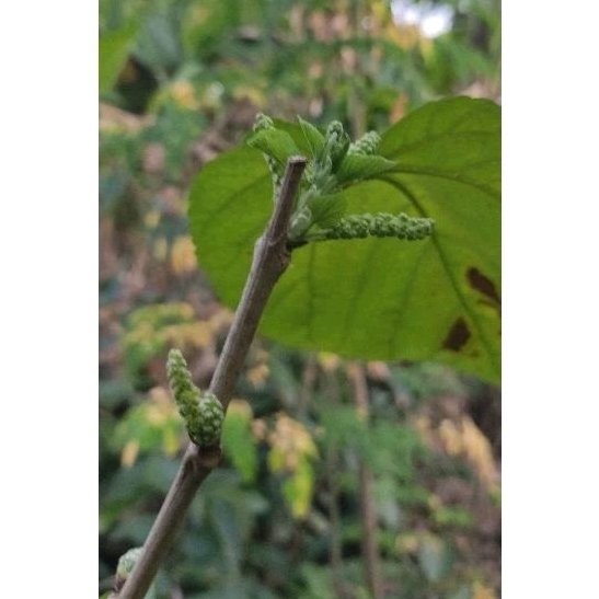 Bibit Cangkok Long Murbei