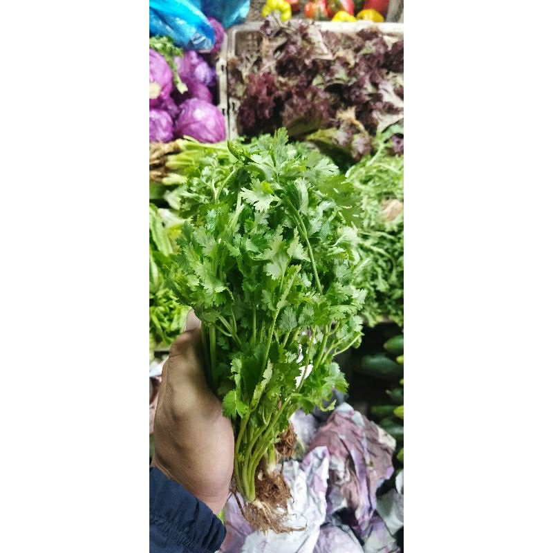 daun ketumbar/wansui per ikat