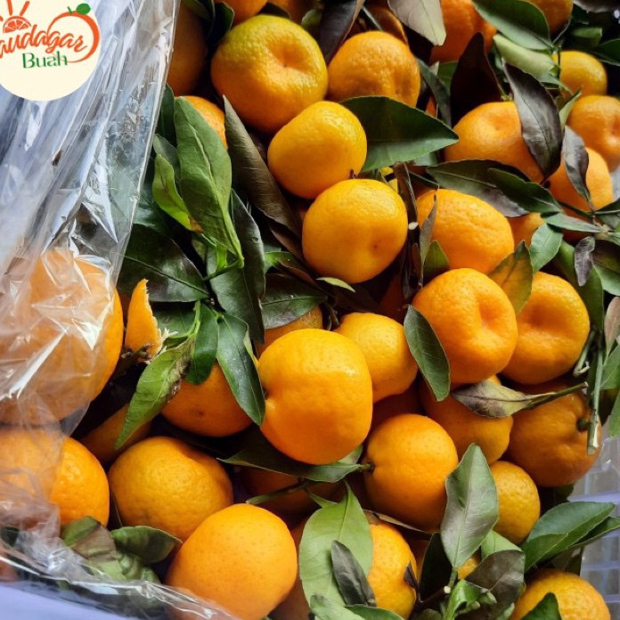 

FSASH SALE BUAH JERUK SANTANG DAUN MANIS FRESH