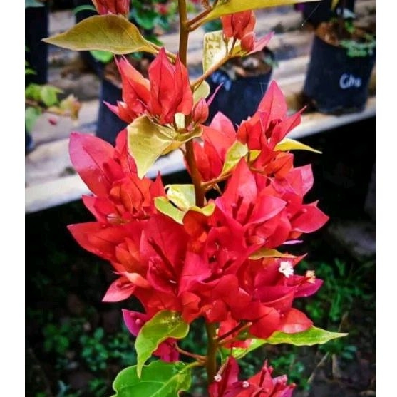 Bougenville Ekor Musang Merah