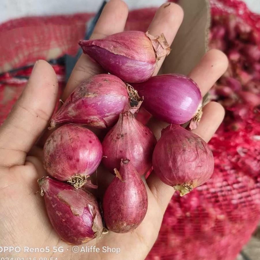 

Terlaku 1KG Bawang Merah