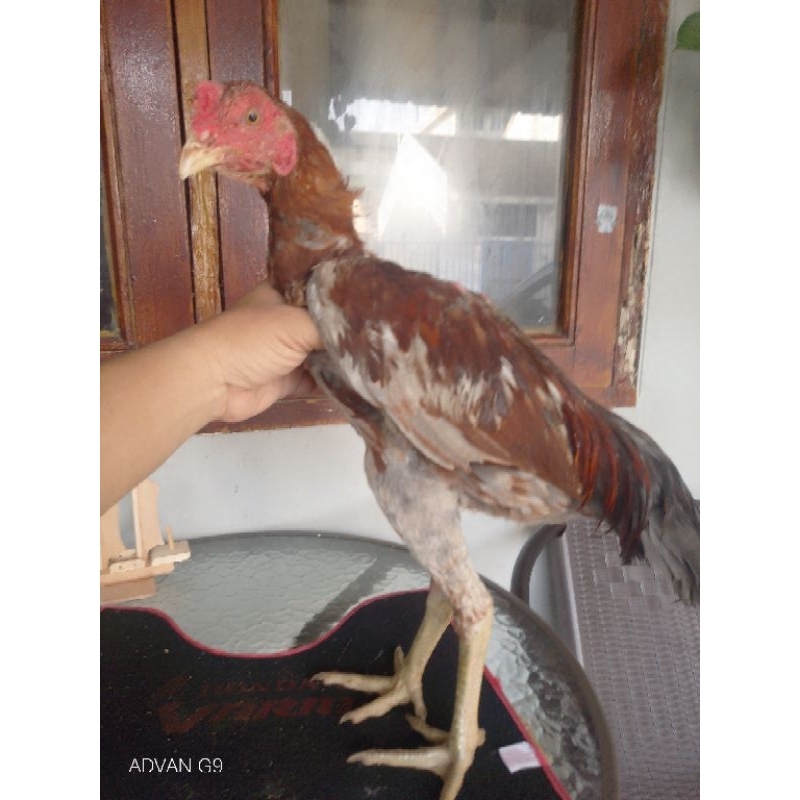 Jantan super Trah Mangon Yokeree import