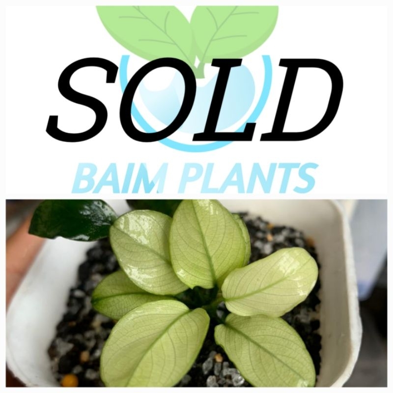 Anubias Panda white #SOLD