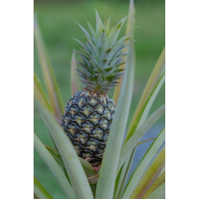 

Buah Nanas segar/Bibit buah nanas,1kg