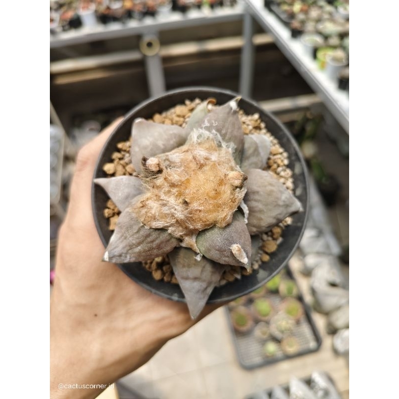 Kaktus Ariocarpus Retusus