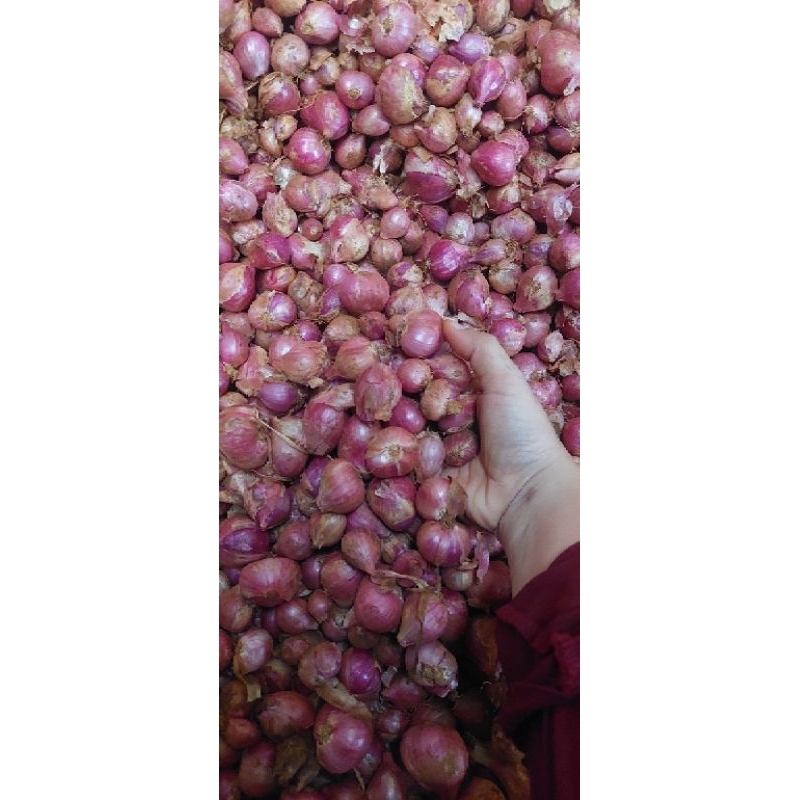 

BAWANG MERAH SUPER BESAR JENiS THAILAND