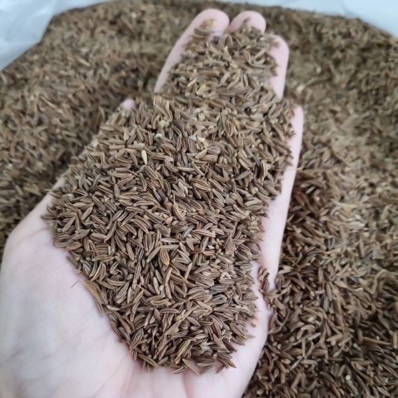 

Jintan Masak / Jintan Caraway 1kg