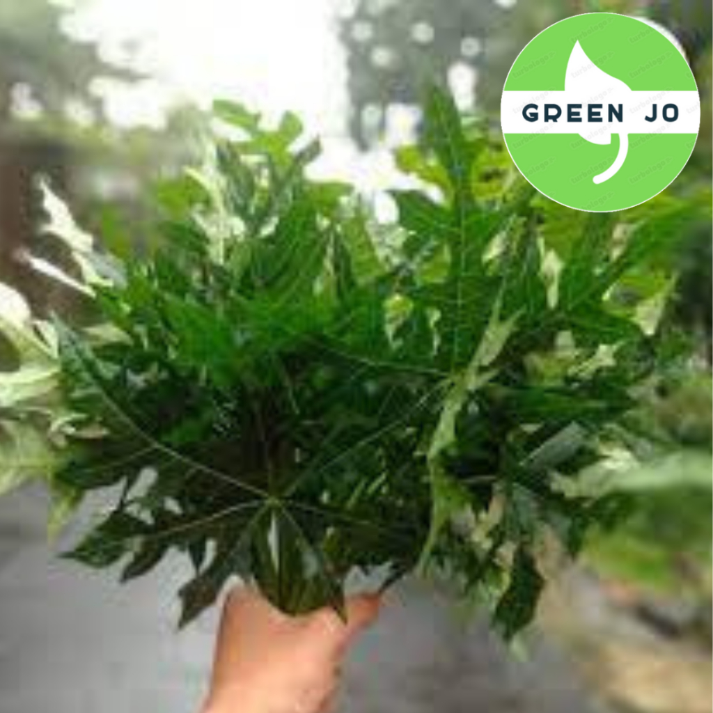 

Daun Pepaya Satu Ikat