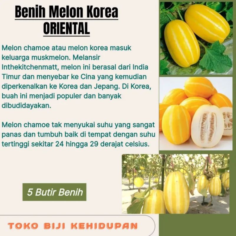 5 BIJI BENIH MELON KOREA ORIENTAL-MELON CUCUMIS