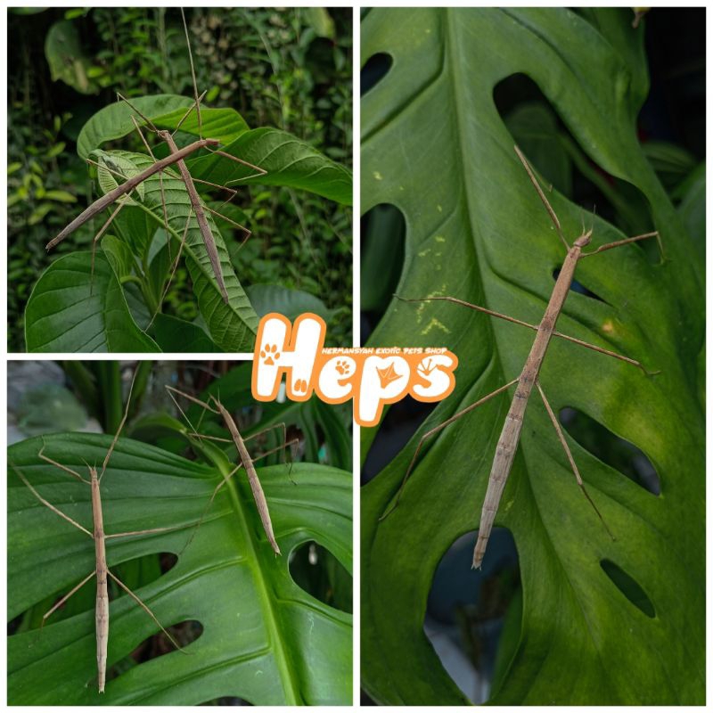 Stick Insect (Mini)
