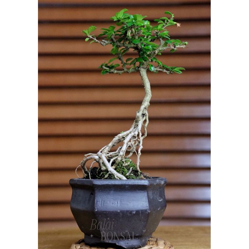 Pohon Bonsai Hokiantea Small sudah termasuk Pot