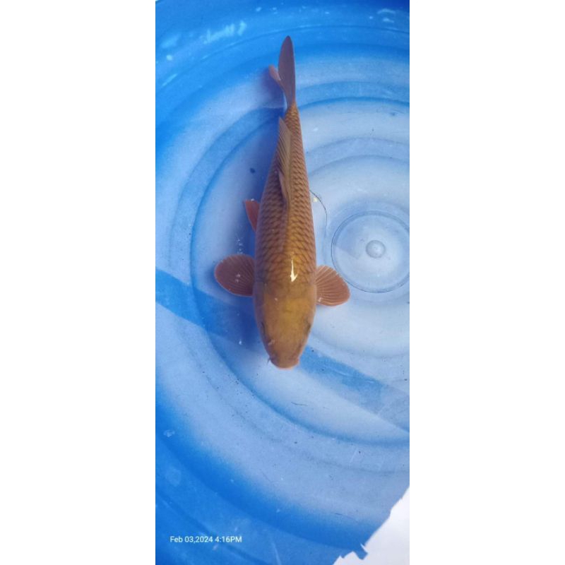 koi Blitar Chagoi Tembaga Grade A