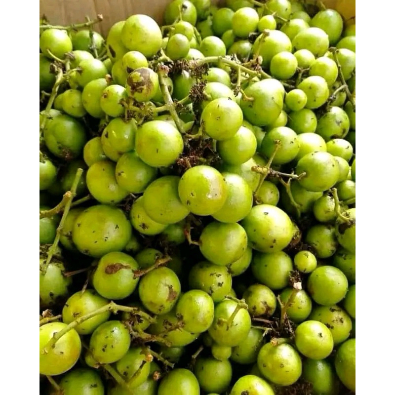 

Jatake Gandaria Fresh Segar 500gr