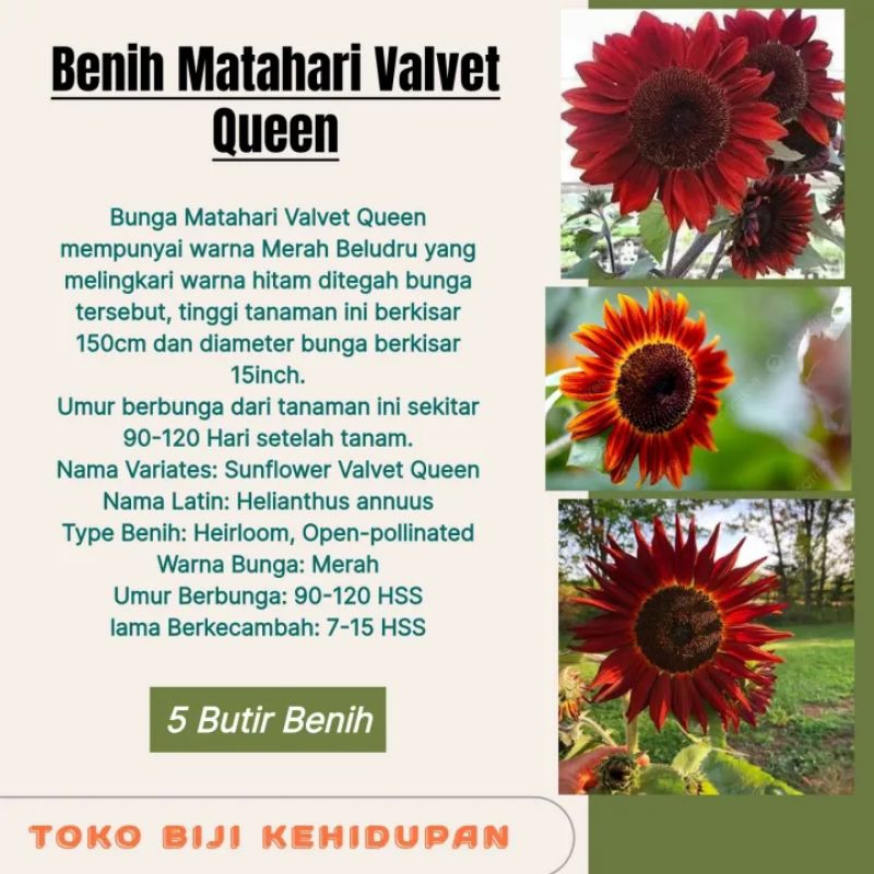 5 BIJI BENIH BUNGA MATAHARI MERAH VALVET QUEEN