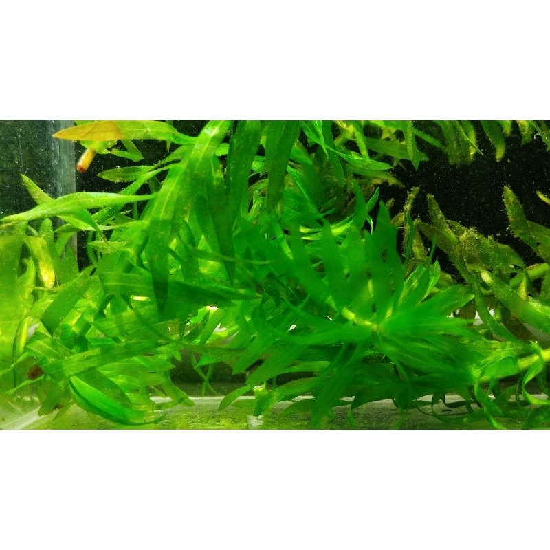 tanaman full air hydrilla verticillata aksesoris aquarium