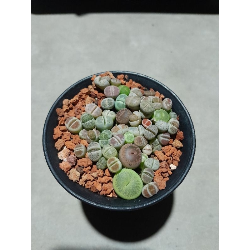 succulent lithops