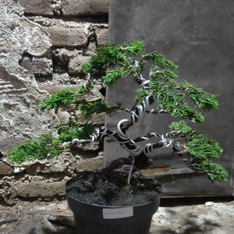 Pot Dekorasi Bonsai Siap Pajang Cemara Sinensis