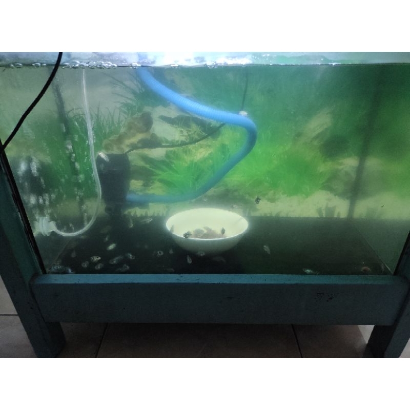 Kamfa x GB burayak 1-3 cm